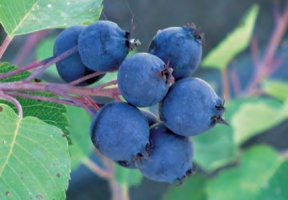 Saskatoon Berry Image