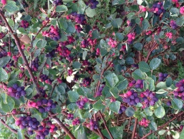 Saskatoon Berry Image