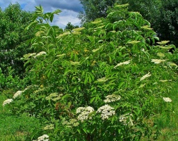 Elderberry Image