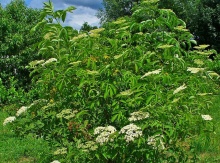 Image for Elderberry