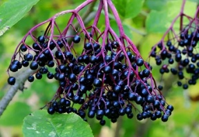 Elderberry Image
