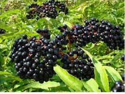 Elderberry Image