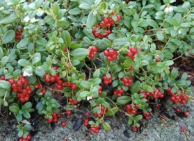 Lingonberry Image