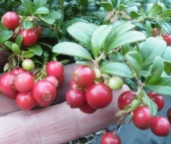 Lingonberry Image