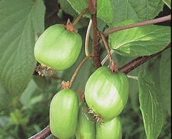 Arctic Kiwi Image