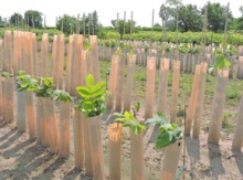 Image for Plantra™ Tree Shelters