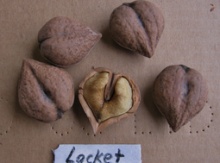 Image for Seed