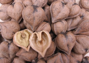 Heartnut Image