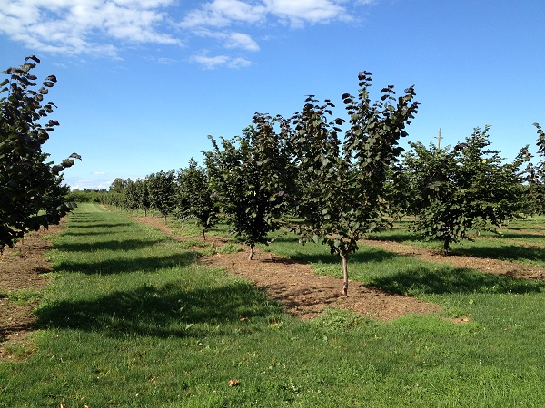 Hazelnut Orchards - Grimo Nut Nursery