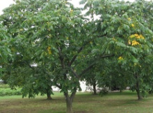 Heartnut Seedling Image