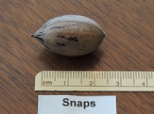 'Snaps' Pecan Graft Image