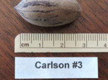 'Carlson 3' Pecan Graft Image