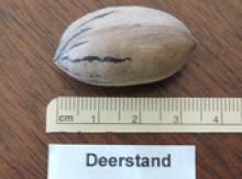'Deerstand' Pecan Graft Image