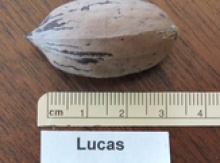 'Lucas' Pecan Graft Image