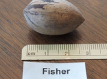 'Fisher' Pecan Graft Image