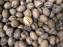 'Warren' Pecan Graft Image