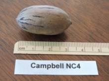 'Campbell NC 4' Pecan Graft Image