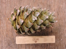 Korean Pine Seedling Image