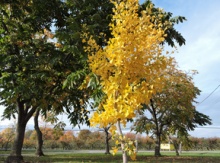 Ginkgo Seedling Image