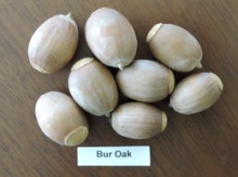 Bur Oak Seedling Image