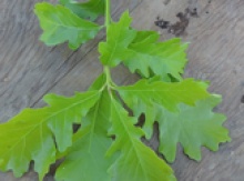 Swamp White Oak Seedling Image