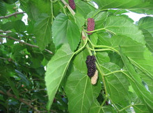 'Illinois Everbearing' Mulberry Graft Image