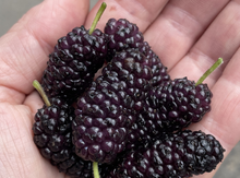 'Illinois Everbearing' Mulberry Graft Image