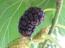 'Capsrun' Mulberry Graft Image