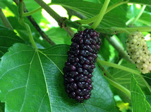 'Capsrun' Mulberry Graft Image