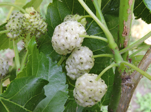 'Carman' Mulberry Graft Image