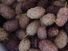 'Ivory' Mulberry Graft Image