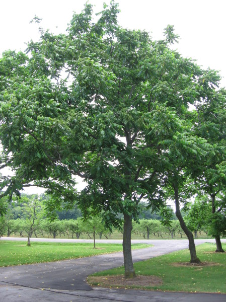 Products Butternut Grimo Nut Nursery