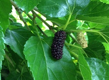 'Italian' Mulberry Graft Image