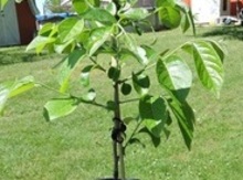 American Persimmon Seedling Image