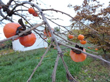 'Campbell NC10' American Persimmon Graft Image