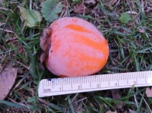 'Gordon' American Persimmon Graft Image