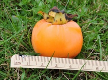 'Peiper' American Persimmon Graft Image