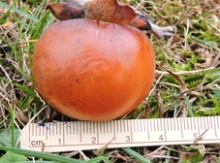 'Yates' American Persimmon Graft Image
