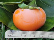 'Szukis' American Persimmon Graft Image