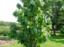 Pawpaw seedling Image