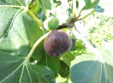 'Natalina' Fig Layer Image