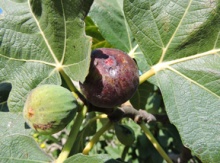 'Hardy Chicago' Fig Layer Image