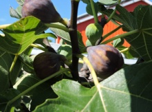 'Brown Turkey' Fig Layer Image