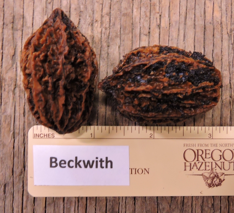Products - Butternut - Grimo Nut Nursery