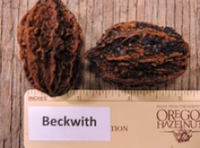 'Beckwith' Butternut on Black walnut  Image