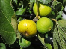 'Ficazzana' Fig Layer Image