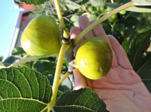 'Lattarula' Fig Layer Image