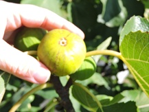 'White Barol' Fig Layer Image