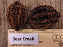 'Bear Creek' Butternut on Black Walnut Image