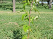 Chestnut Potted Trees Image